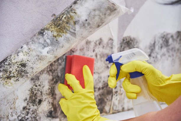 Best Environmental Consulting for Mold Prevention  in Thatcher, AZ